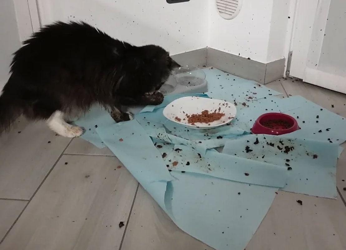 Why Every Cat Owner Needs a Waterproof Cat Litter Mat