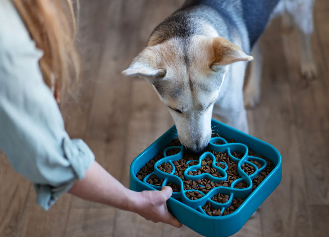 Slow Feeders and Lick Mats: Better Mealtime for Your Dog