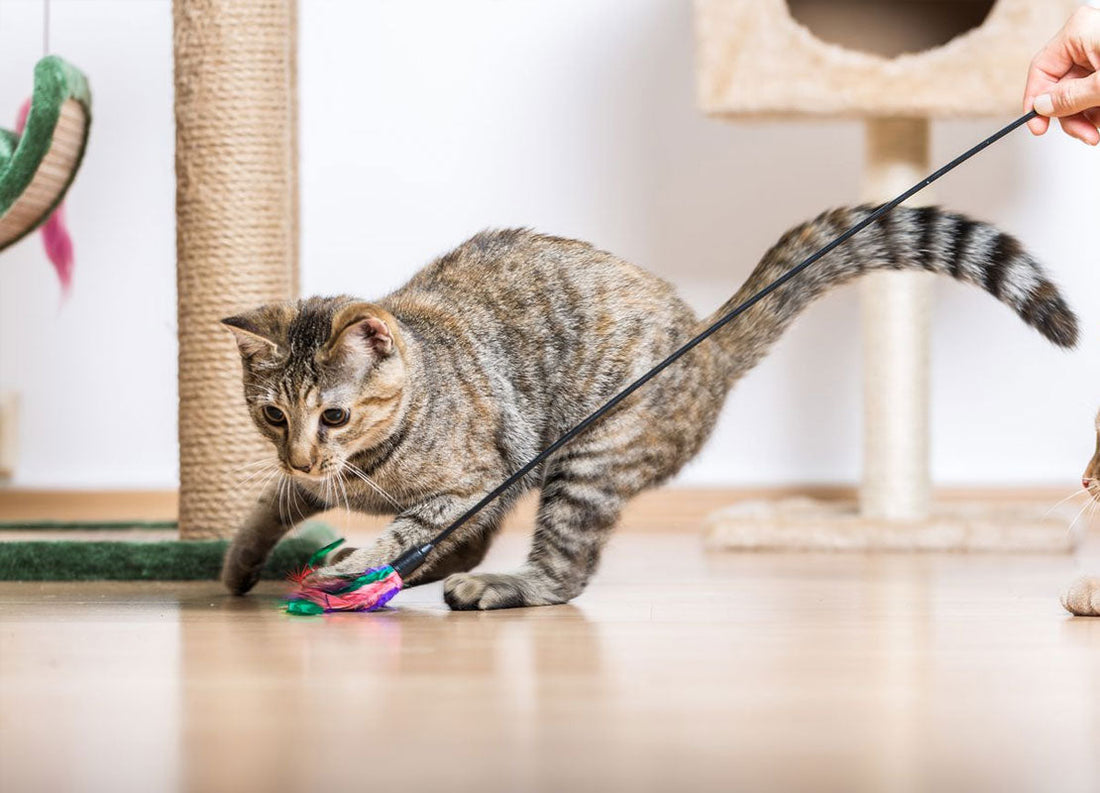 Interactive Toys That Keep Your Cat Happy and Active