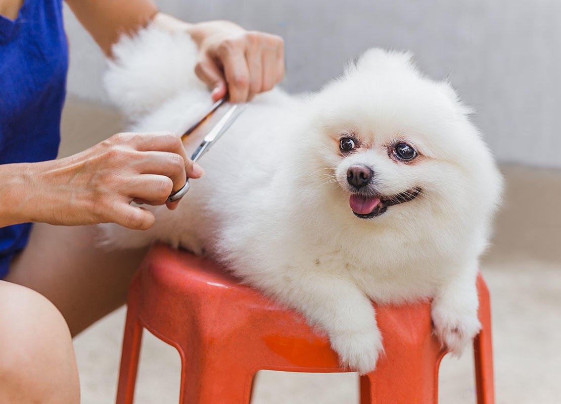 The Ultimate Guide to Grooming Your Dog at Home