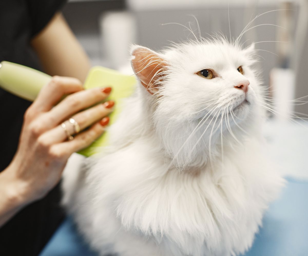 Pet Grooming & Care