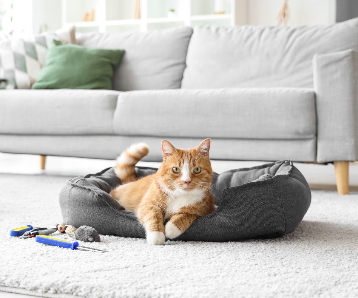 Pet Beds & Mats