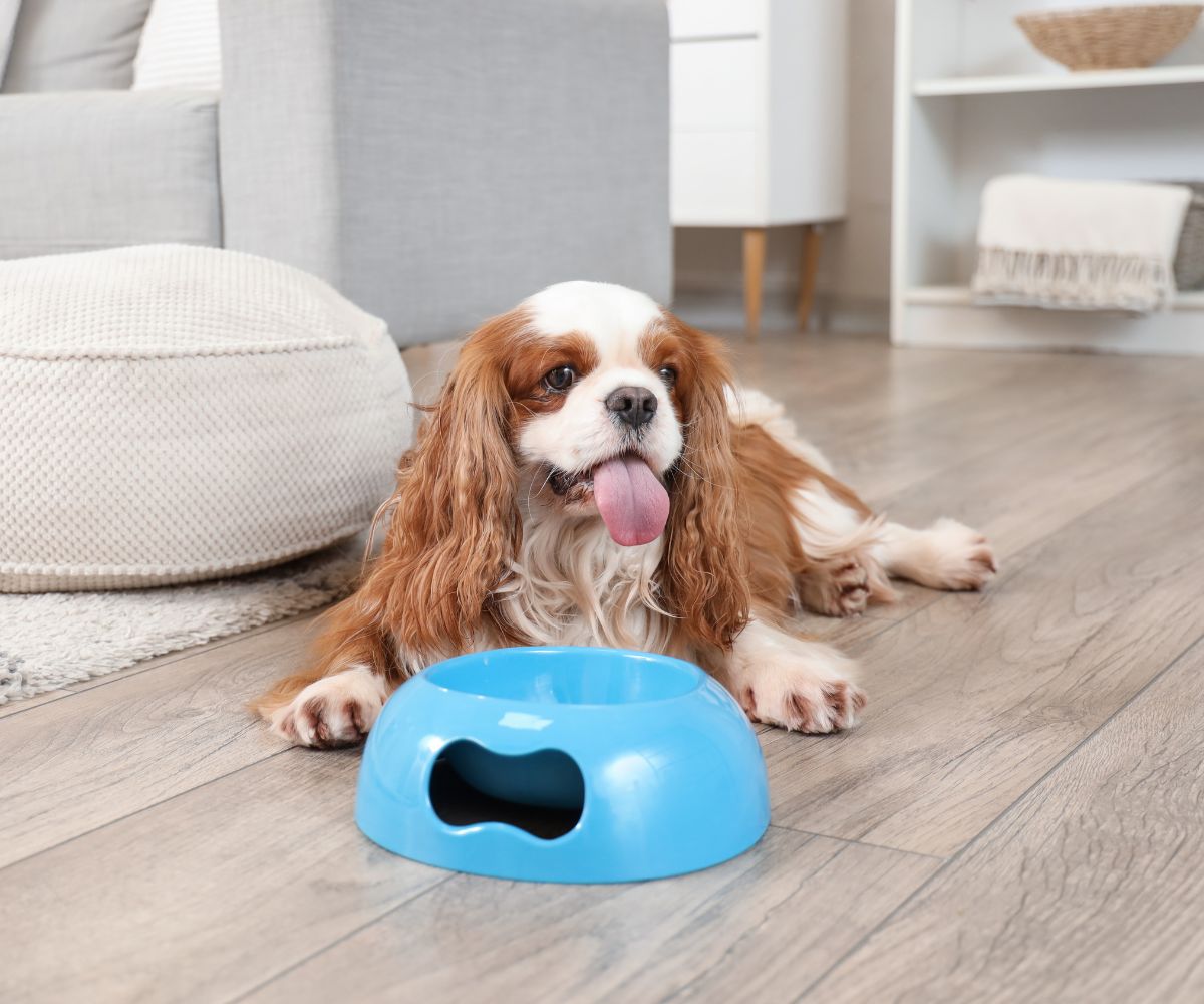 Pet Feeding & Bowls