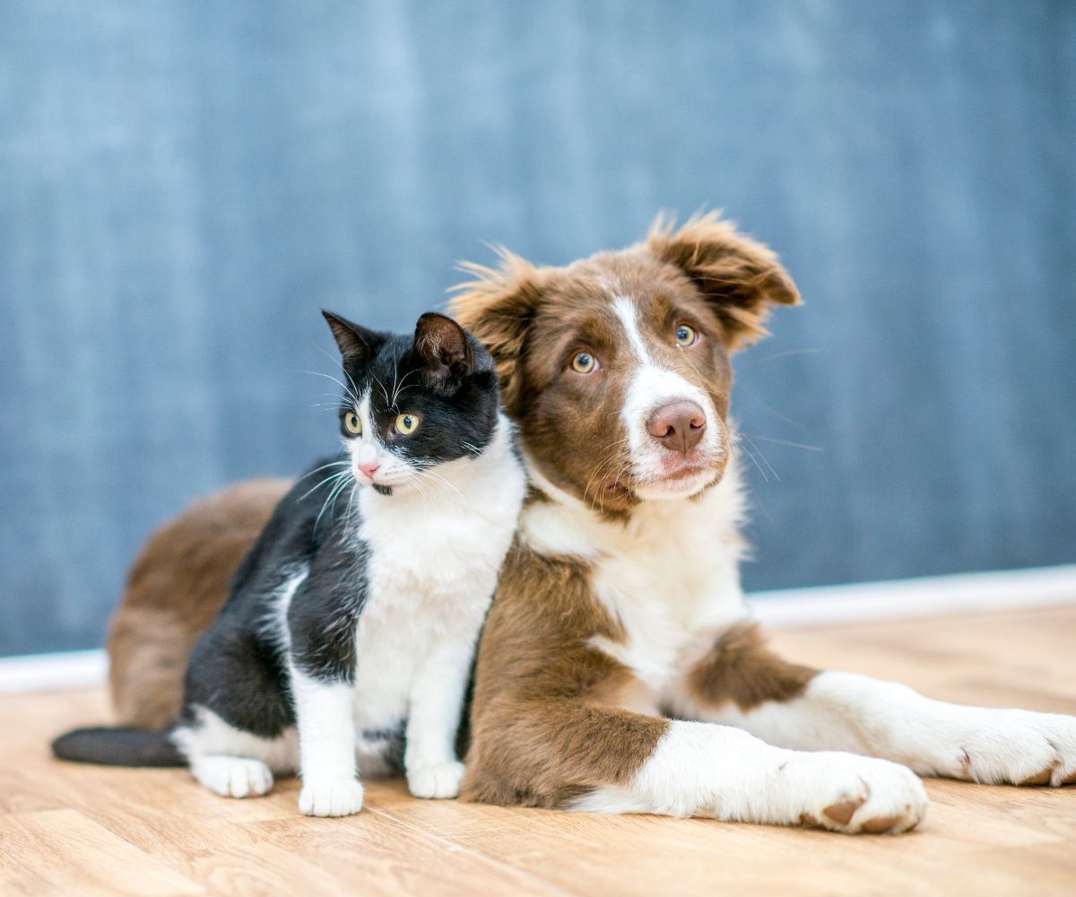 Pet Health & Hygiene