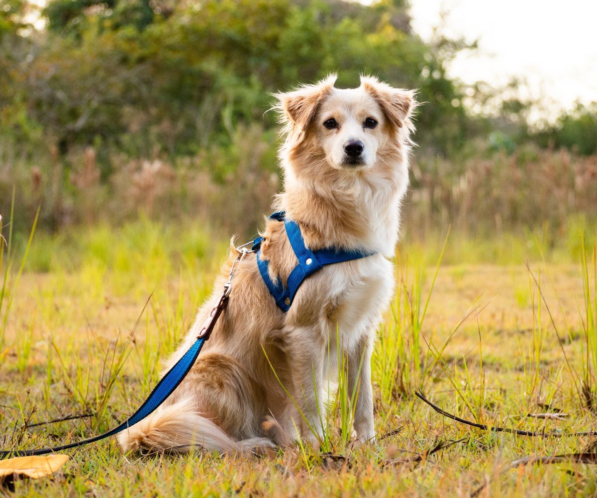 Walking, Training & Safety