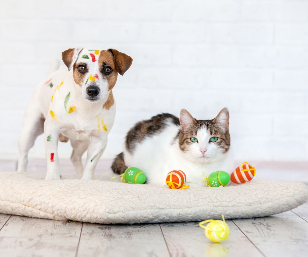 Pet Toys